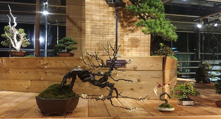 Редакторы журнала «Дом и сад» посетили выставку японских бонсай - изображение 2