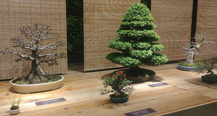 Редакторы журнала «Дом и сад» посетили выставку японских бонсай - изображение 8