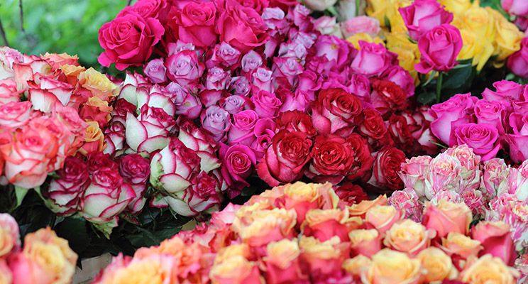 На фестивале садов Moscow Flower Show сделают открытый каток в июльскую жару - изображение 7