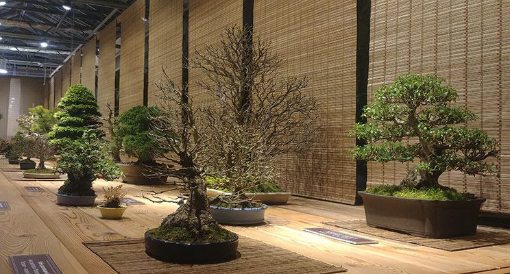 Редакторы журнала «Дом и сад» посетили выставку японских бонсай - изображение 5