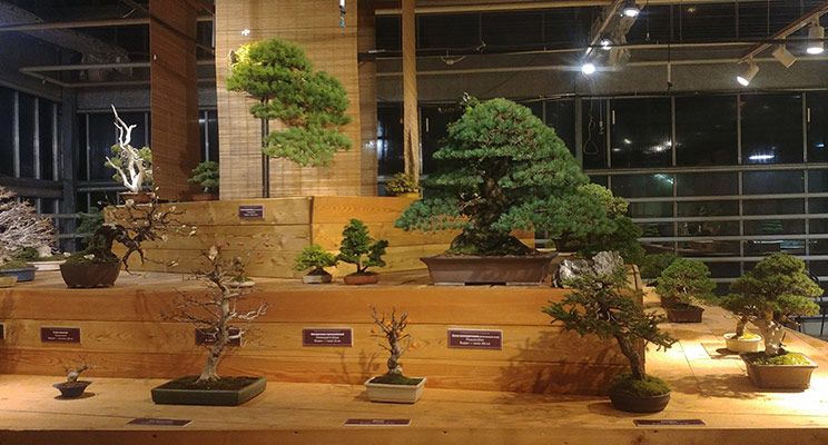 Редакторы журнала «Дом и сад» посетили выставку японских бонсай - изображение 6