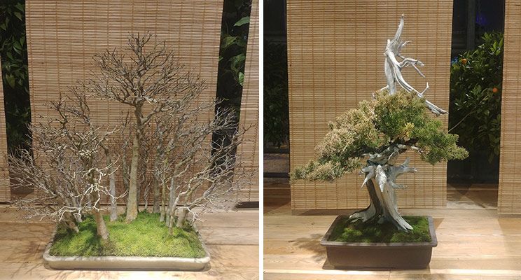 Редакторы журнала «Дом и сад» посетили выставку японских бонсай - изображение 14