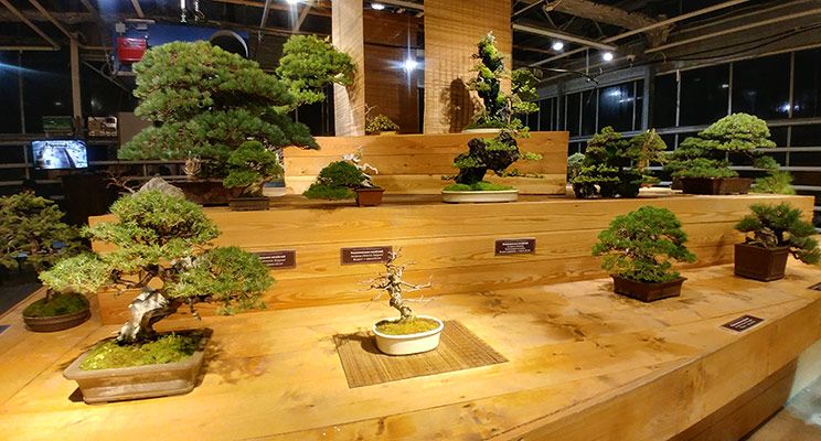 Редакторы журнала «Дом и сад» посетили выставку японских бонсай - изображение 13