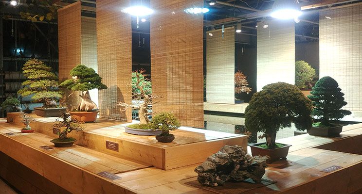 Редакторы журнала «Дом и сад» посетили выставку японских бонсай - изображение 7