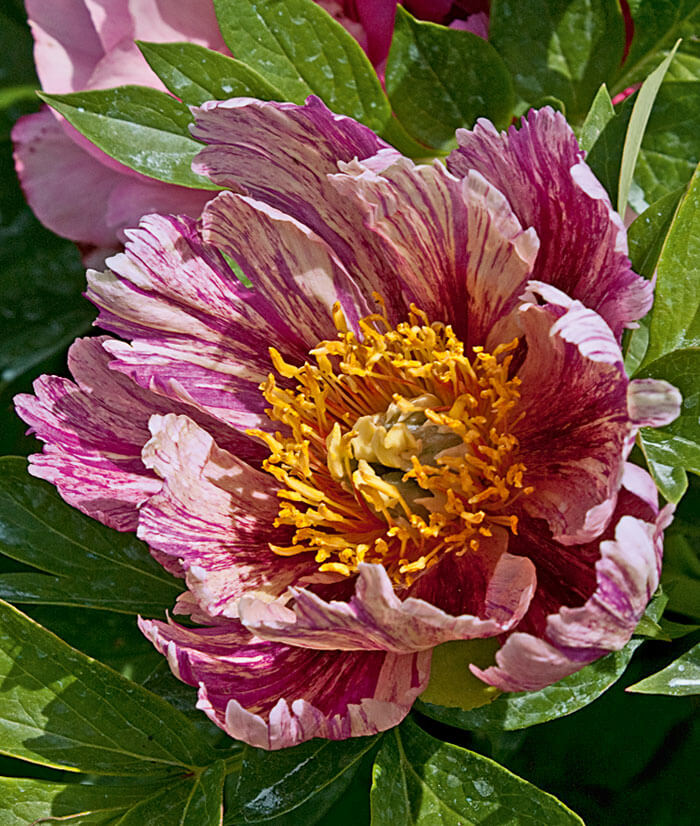 «Anderson's Kaleidoscope»