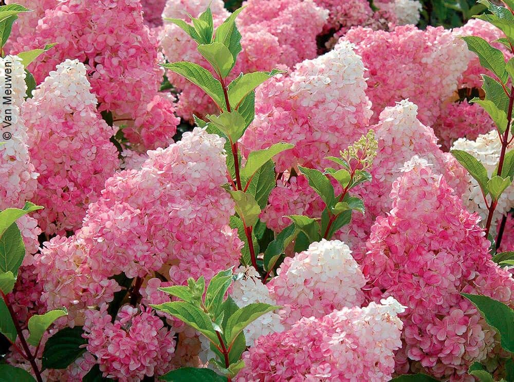 Гортензия Vanille Fraise