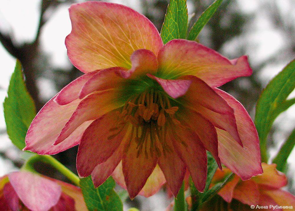 Helleborus x hybridus махровый