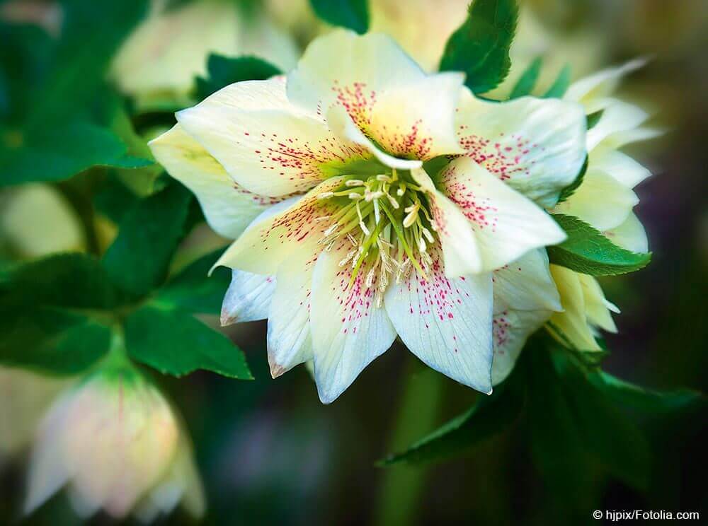 Helleborus x hybridus махровый