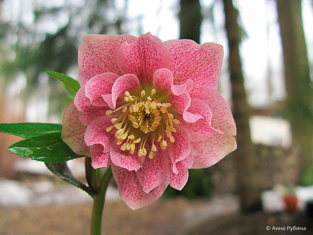 Helleborus «Flamingo»