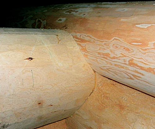 Особенности срубов из бревен большого диаметра | Деревянные дома ручной .