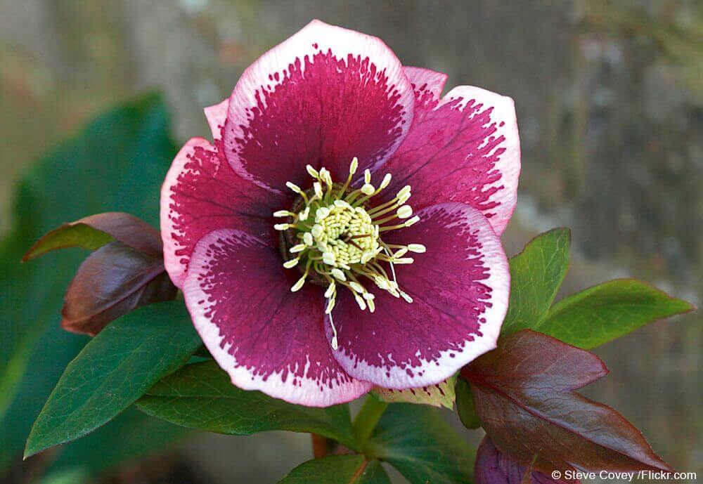 Helleborus orientalis «Harvington Pink Speckled»