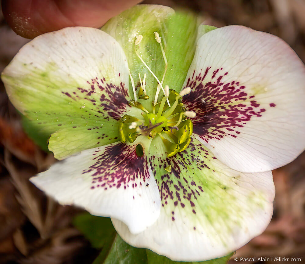 Helleborus orientalis «Spotted Hybrids»