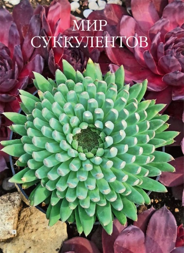 Журнал «Дом и сад» №1 (108) 2024
